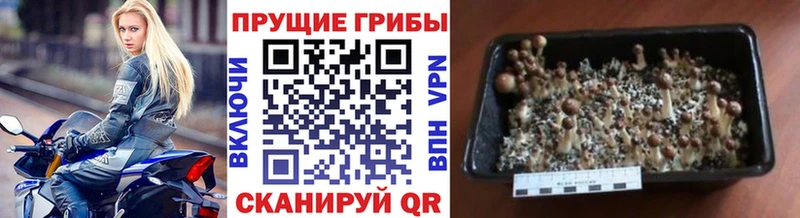 хочу   Снежногорск  blacksprut зеркало  Псилоцибиновые грибы MAGIC MUSHROOMS 